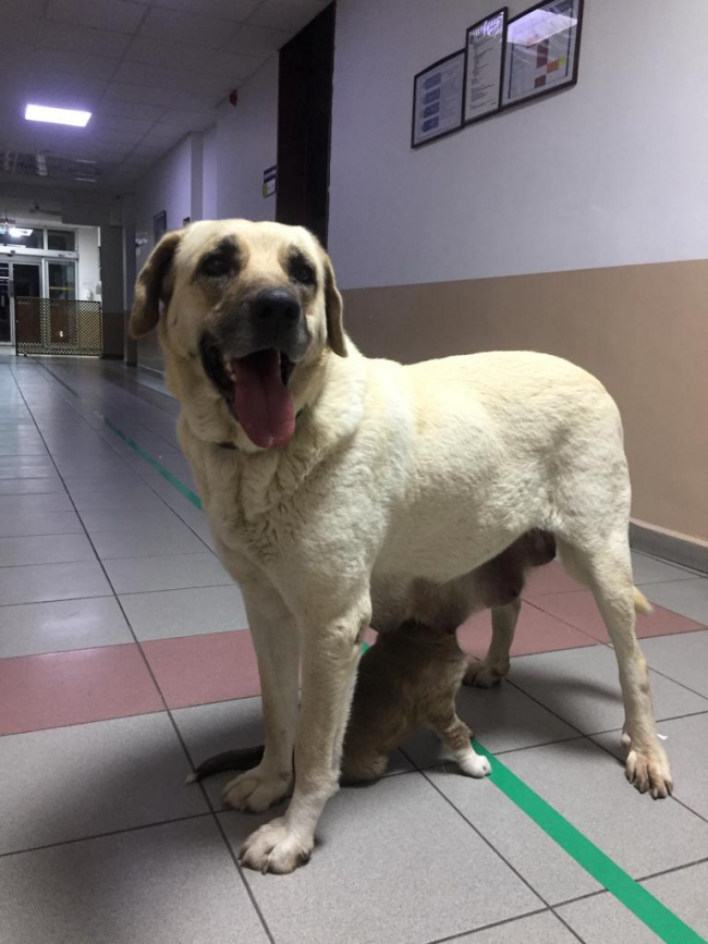 Sahipsiz köpek, yavrusunu emzirmek için saatlerce kliniğin kapısında bekledi