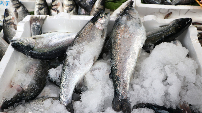 Türk somonu İspanya'da görücüye çıkıyor