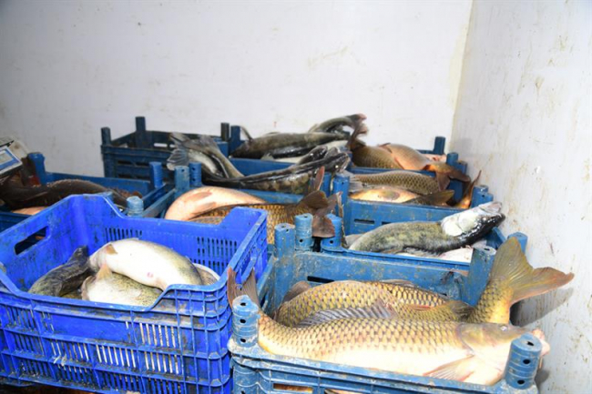 Kayseri'de kaçak avlanan 2,5 ton balığa el konuldu