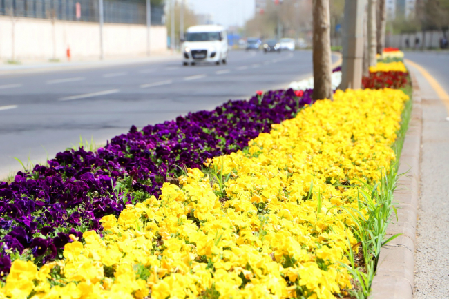 Diyarbakır'da milyonlarca çiçek toprakla buluştu