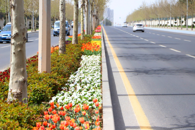 Diyarbakır'da milyonlarca çiçek toprakla buluştu