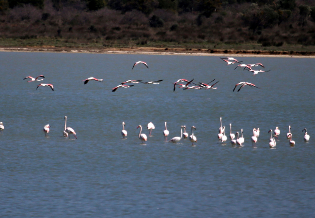 Flamingolar Gelibolu Yarımadası'nda mola verdi