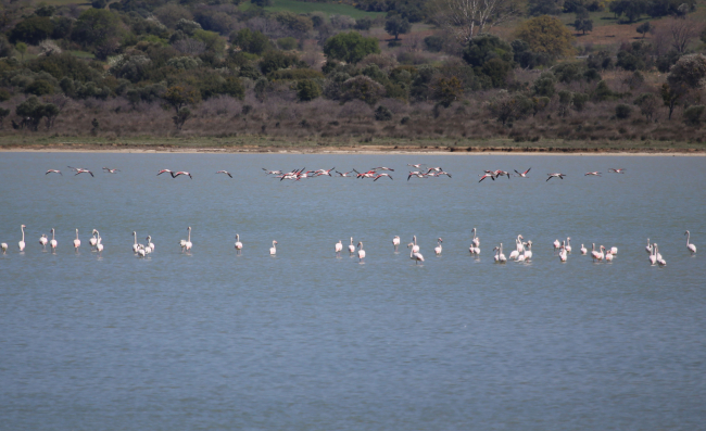 Flamingolar Gelibolu Yarımadası'nda mola verdi