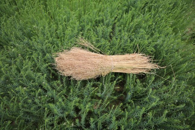 Yerli tohumla kuraklığa dayanıklı keten üretimi