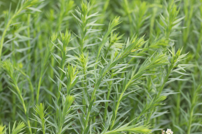 Yerli tohumla kuraklığa dayanıklı keten üretimi