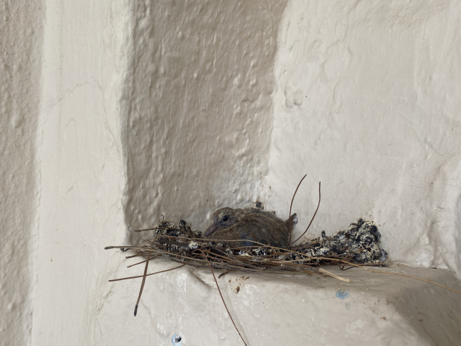 Camiye yuva yapan kumruya "imam" koruması