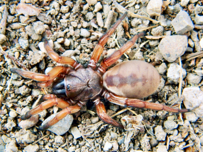Eskişehir'de keşfedilen örümcek türü dünya literatürüne girdi