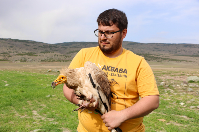 Nesli tehlikede: Küçük akbaba Eskişehir'de uydu vericisiyle izleniyor