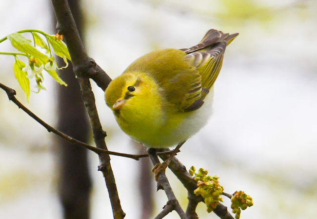Hersek Lagünü'nde kuş türü sayısı 241'e yükseldi