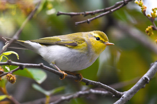 Hersek Lagünü'nde kuş türü sayısı 241'e yükseldi