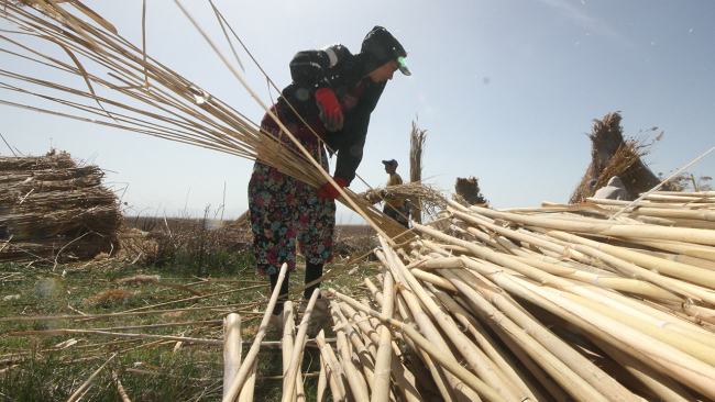Sazlık kamışları ihraç ediliyor