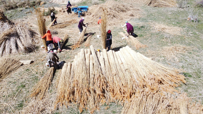 Sazlık kamışları ihraç ediliyor