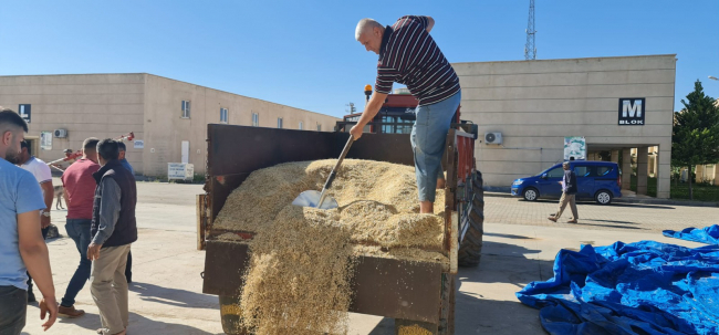 Mardin'de sezonun ilk arpa hasadı