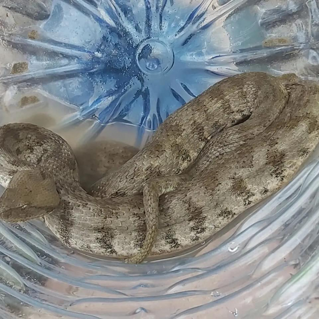 Iğdır'da bir evde Türkiye'nin en ölümcül zehirli yılanı bulundu