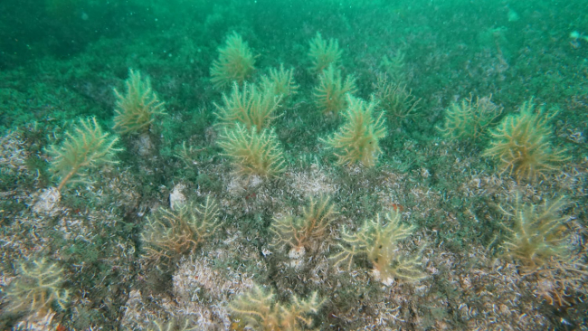 Marmara Denizi'ne ekilen mercanlar hayata tutundu