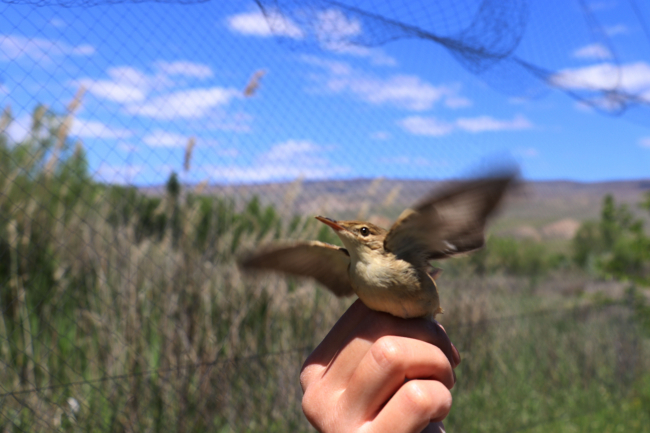 Aras Kuş Cenneti'nde 107 kuş türü üredi
