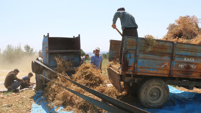 Adana'da geliştirilen bezelye çeşidinin hasadı yapıldı