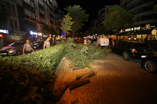 Aydın'da fırtına etkili: Ağaçlar devrildi
