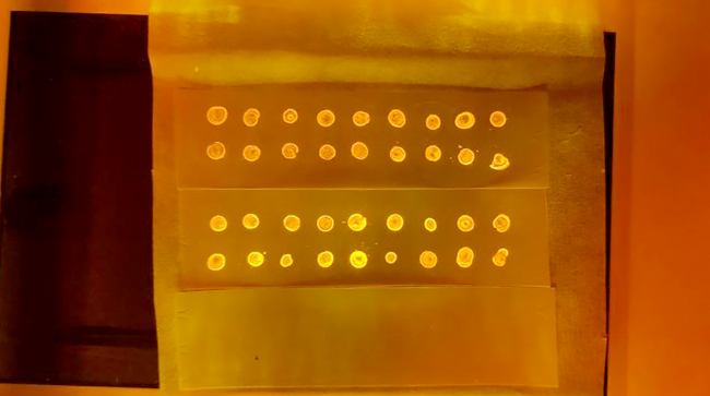 COVID-19'u 1 saniyede tespit eden yerli kit geliştirildi