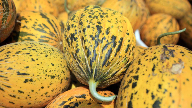 Tarsus'ta 27 bin dönümlük alanda karpuz ve kavun yetiştirildi