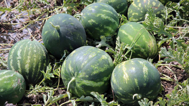 Tarsus'ta 27 bin dönümlük alanda karpuz ve kavun yetiştirildi