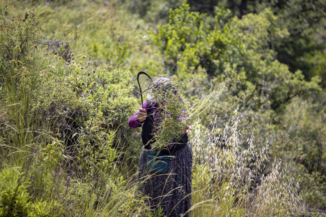 Hatice Çavuş'un fidanları boy verdi: Evladım gibi büyüyorlar