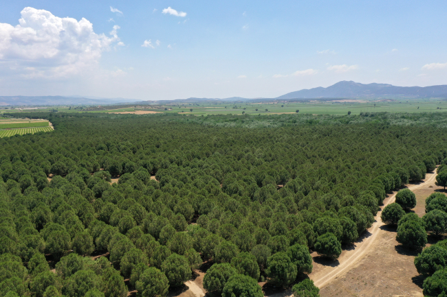 Çölüyle dizilere sahne olan Sazoba ormanla kaplandı