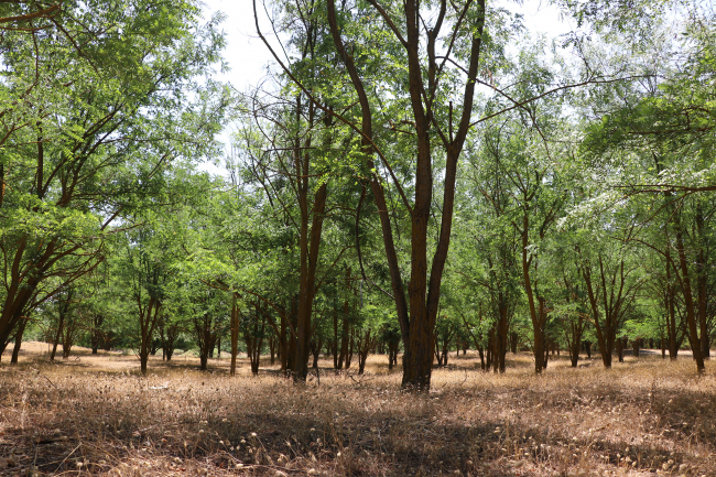 Çölüyle dizilere sahne olan Sazoba ormanla kaplandı