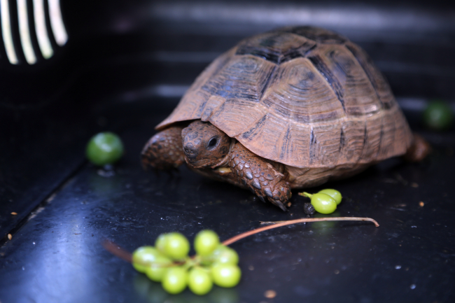 Alevlerin içinde kalan kirpi ve kaplumbağayı hayvanseverler kurtardı