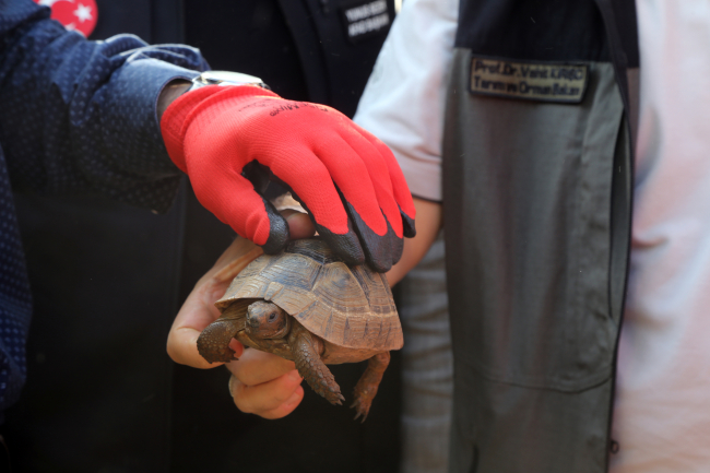 Alevlerin içinde kalan kirpi ve kaplumbağayı hayvanseverler kurtardı