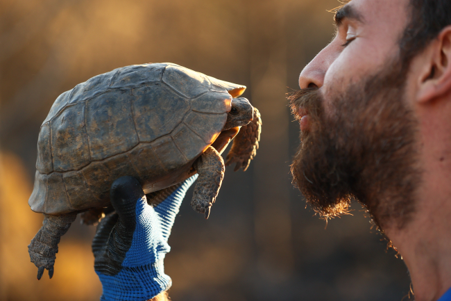 Yangından kaçamayan küçük hayvanlar toprağın altına saklanıyor