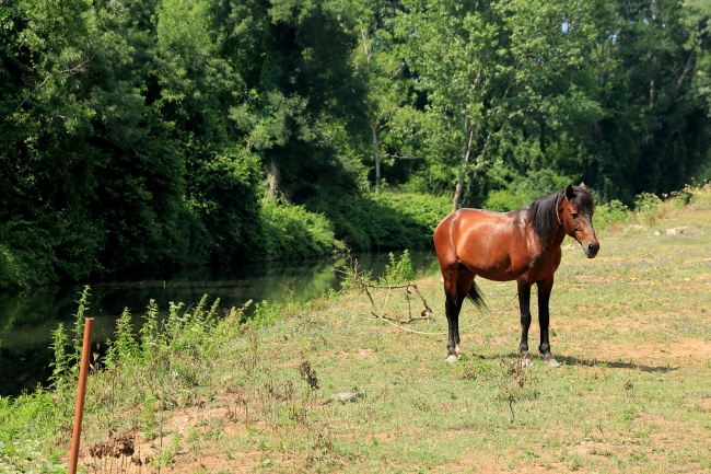 Riva Deresi'ndeki kirlilik tarım ve hayvancılığı olumsuz etkiliyor