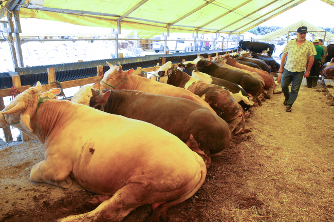 Kurbanlık alırken nelere dikkat edilmeli?