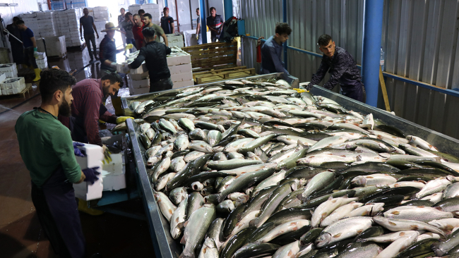 Kayseri’den balık ihracatıyla ekonomiye 30 milyon dolarlık katkı