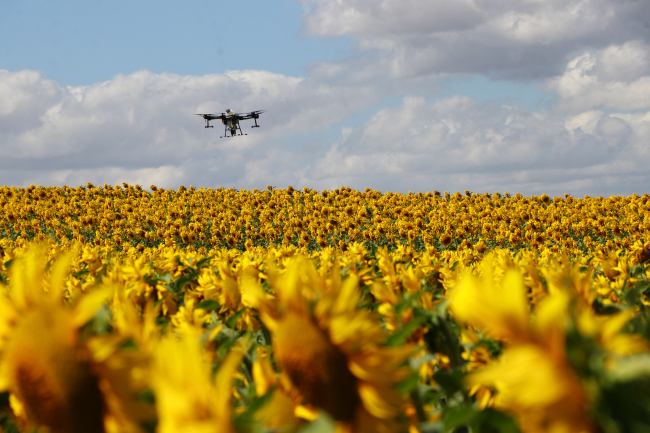 Trakya'da çayır tırtılı görülen ayçiçeği tarlaları ilaçlandı
