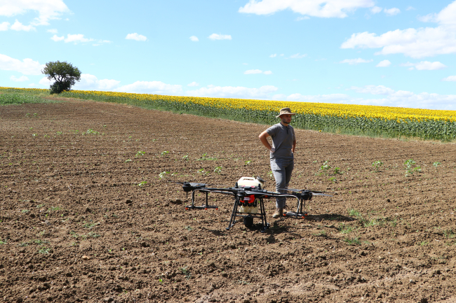 Trakya'da çayır tırtılı görülen ayçiçeği tarlaları ilaçlandı