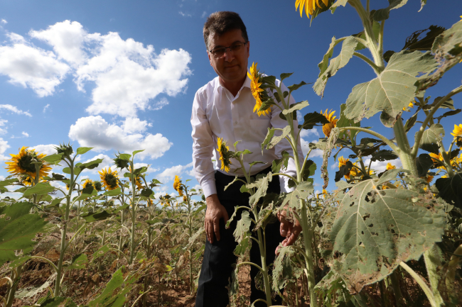 Trakya'da çayır tırtılı görülen ayçiçeği tarlaları ilaçlandı