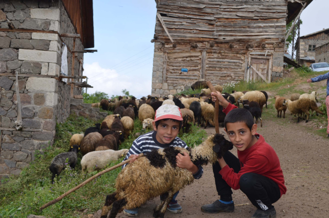 Şehre alışamayıp köyüne döndü, 550 koyunluk sürüsü oldu