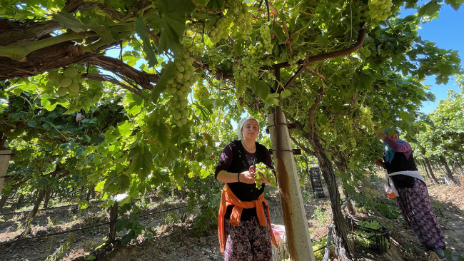 Manisa'da erkenci üzüm hasadı başladı