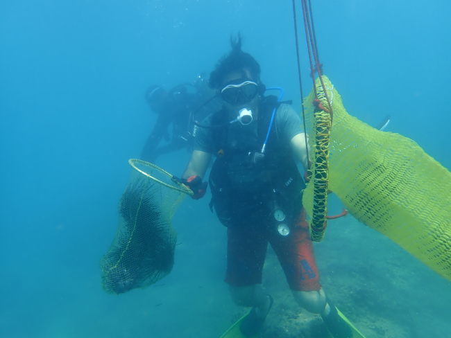 Mersin'de 37 zehirli deniz kestanesi tespit edildi