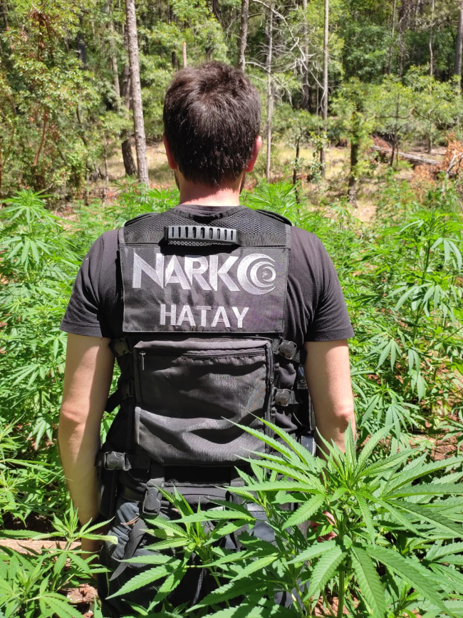 Hatay'da kırsal alanlara ekilmiş 55 bin kök Hint keneviri ele geçirildi