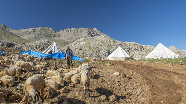 Göçerler yaylalarda zorlu hayvancılık mesaisinde