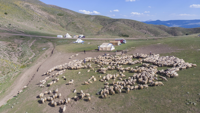Göçerler yaylalarda zorlu hayvancılık mesaisinde