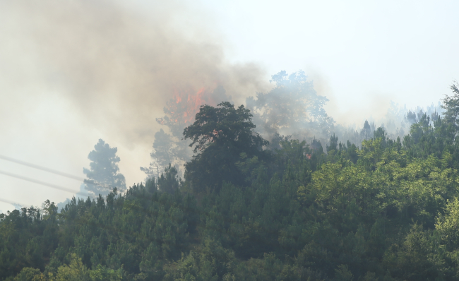 Sakarya'da orman yangını: Kısmen kontrol altına alındı