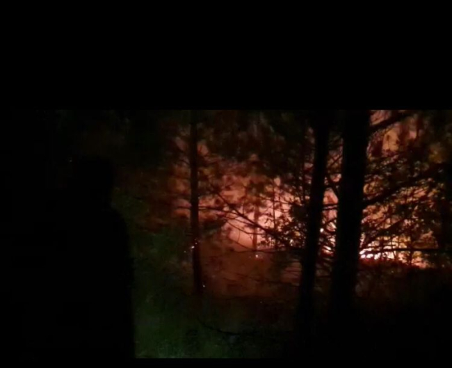 Uşak'ta orman yangını