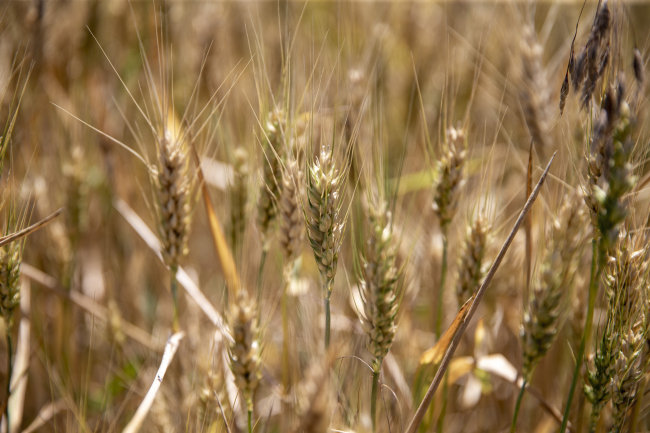 Tohum desteğiyle Erzurum'da hububatta yüzde 60 artış bekleniyor