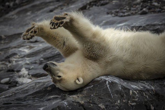 Svalbard Adaları hızla ısınıyor: Kutup canlıları tehdit altında
