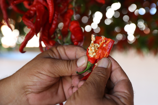 Tava ciğerin lezzet ortağı "Karaağaç biberi"ni kurutma mesaisi başladı