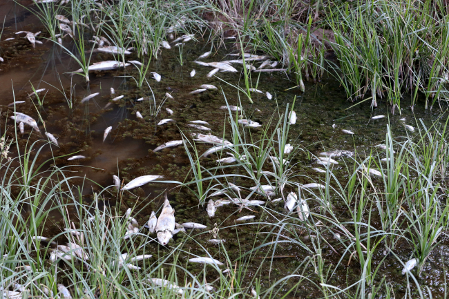Kızılırmak'taki toplu balık ölümlerinin nedeni belli oldu