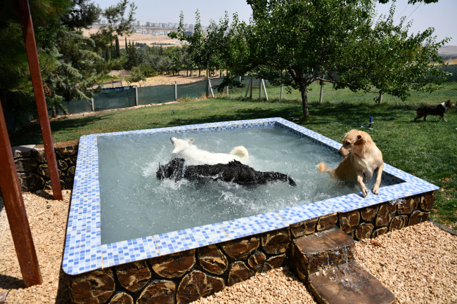 Sıcaktan bunalan hayvanlar soluğu havuzlarda alıyor